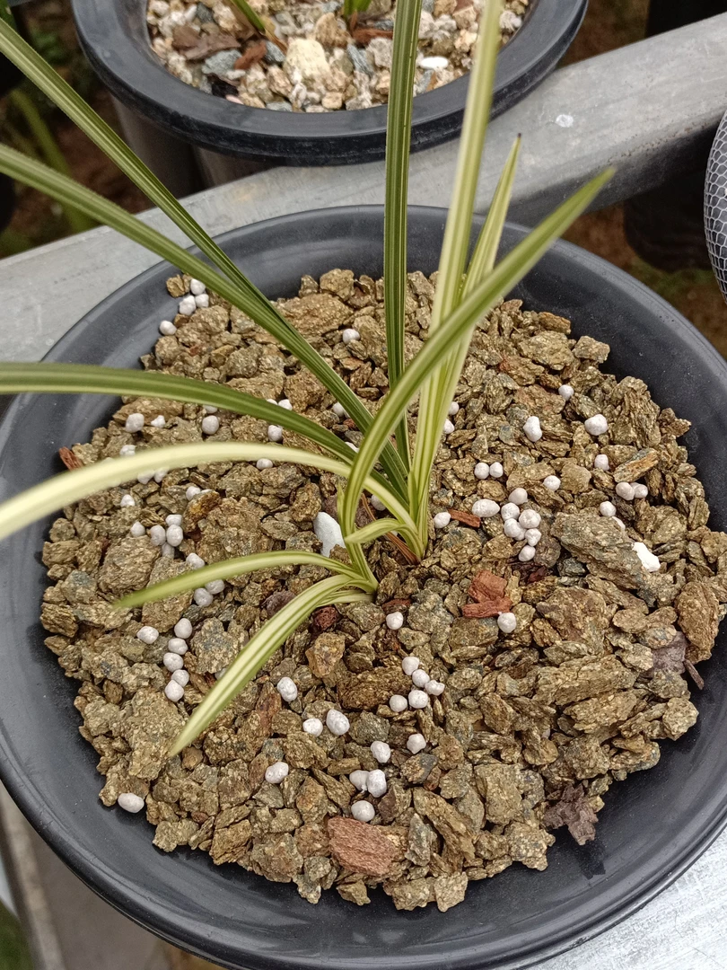 春兰惠兰直播放漏中