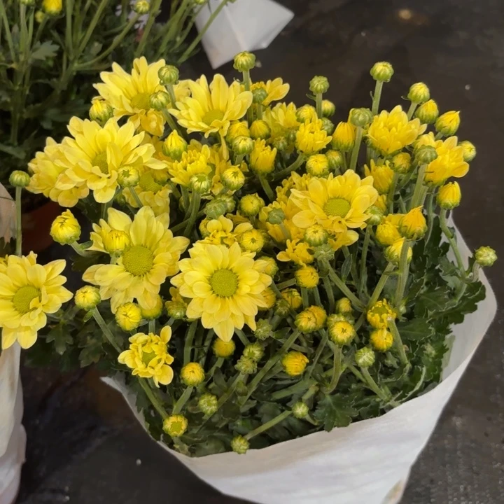 原盆原土奶油黄小菊