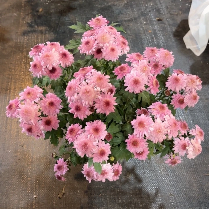 原盆原土荷兰菊蜜桃泡泡