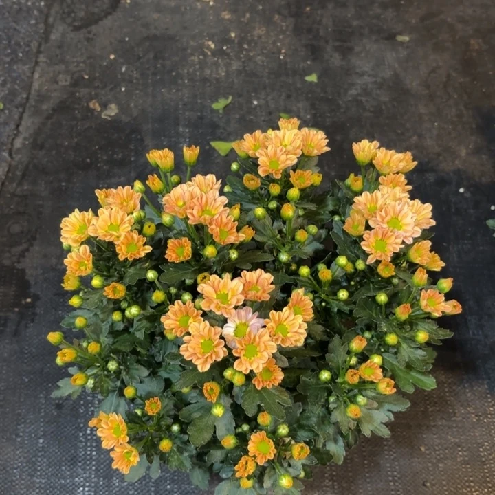 原盆原土莫莉小雏菊