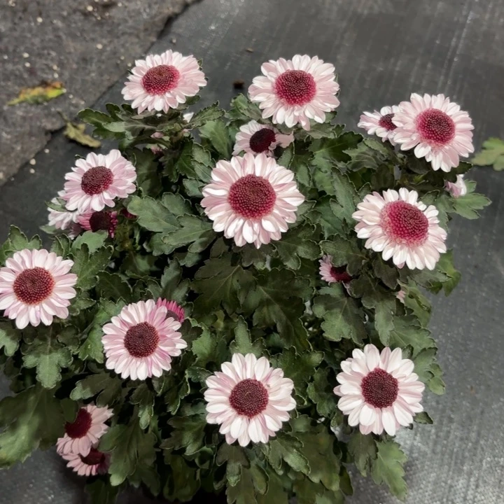 原盆原土草莓熊小菊