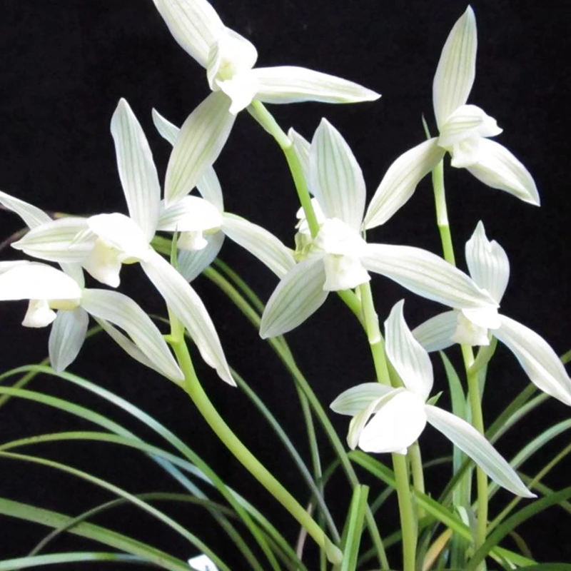 兰花莲瓣兰名品小雪素兰花绿植盆栽