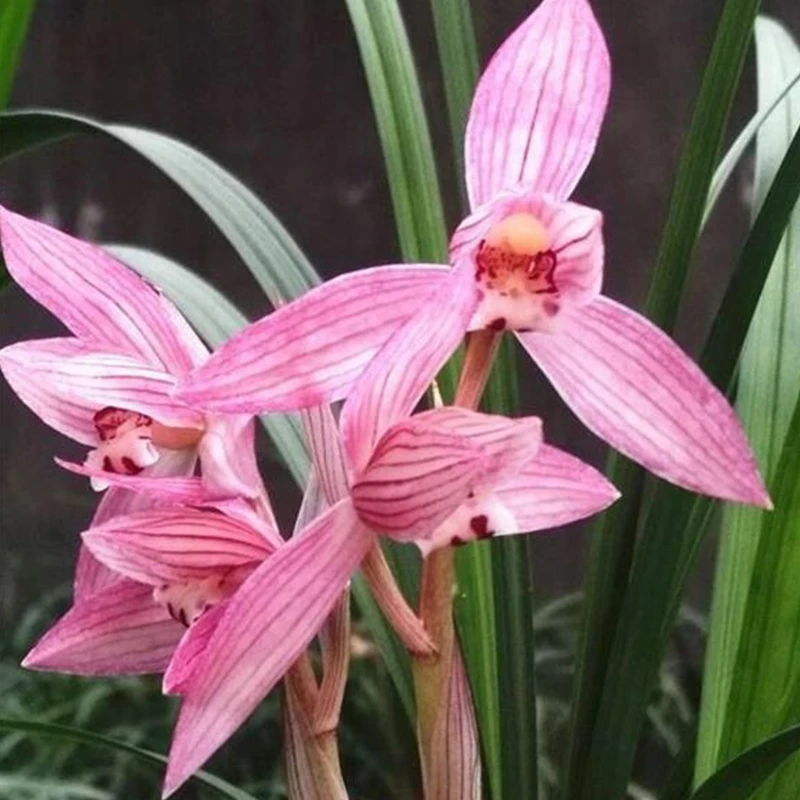 春剑经典红花新津胭脂易活好养室内盆栽植物