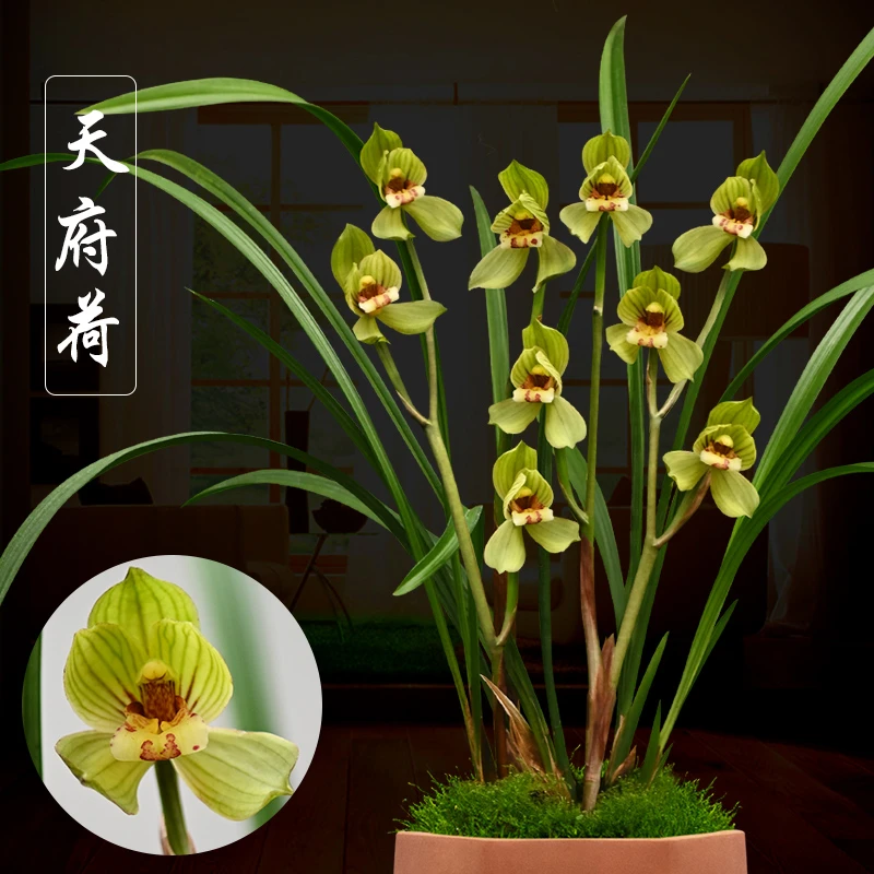 春剑传统名品老荷瓣天府荷兰花带花苞送礼佳品办公室室内绿植盆栽