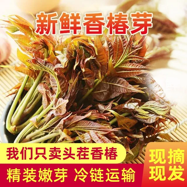 香椿芽新鲜香椿野生露天头茬春芽红油现摘现发应季特产蔬菜500g