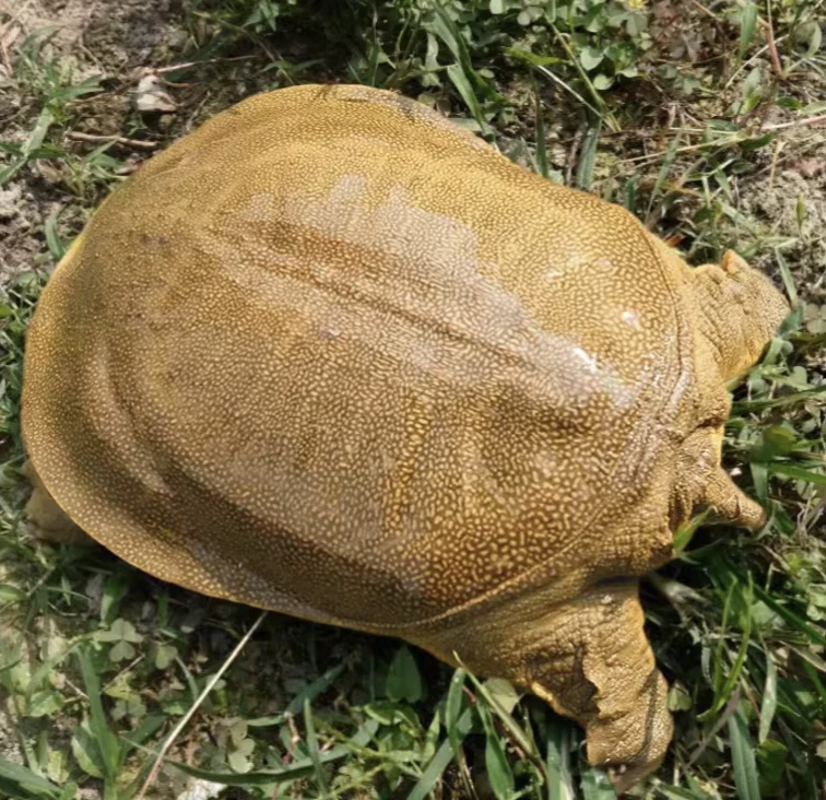 三只生态外塘散养大甲鱼到手5-6斤，顺丰冷链包活到家