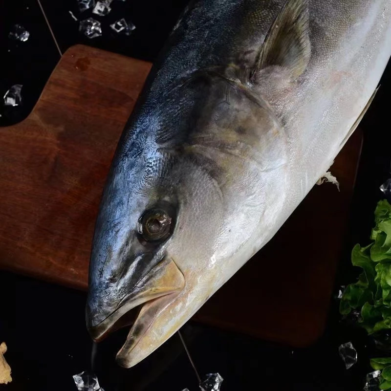 连云港发货  黄金鲅鱼（章红鱼）6斤