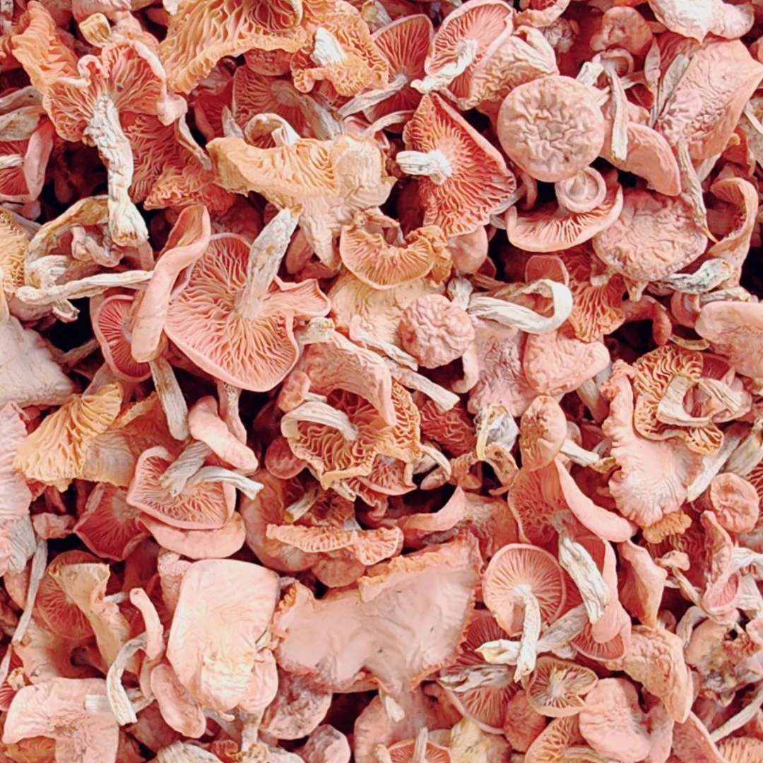 云南野生.果香菌 现收深山干货农产品250/500g