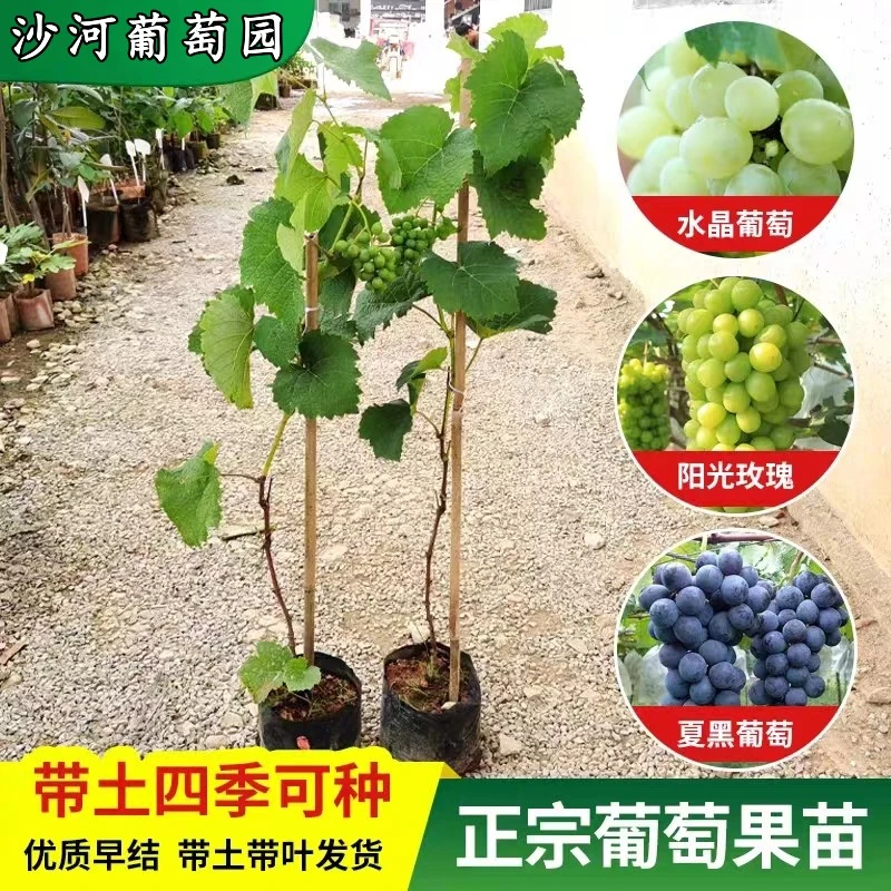 【39.9元3棵葡萄苗】蓝宝石葡萄苗原盆原土发货 巨峰葡萄苖当年结果