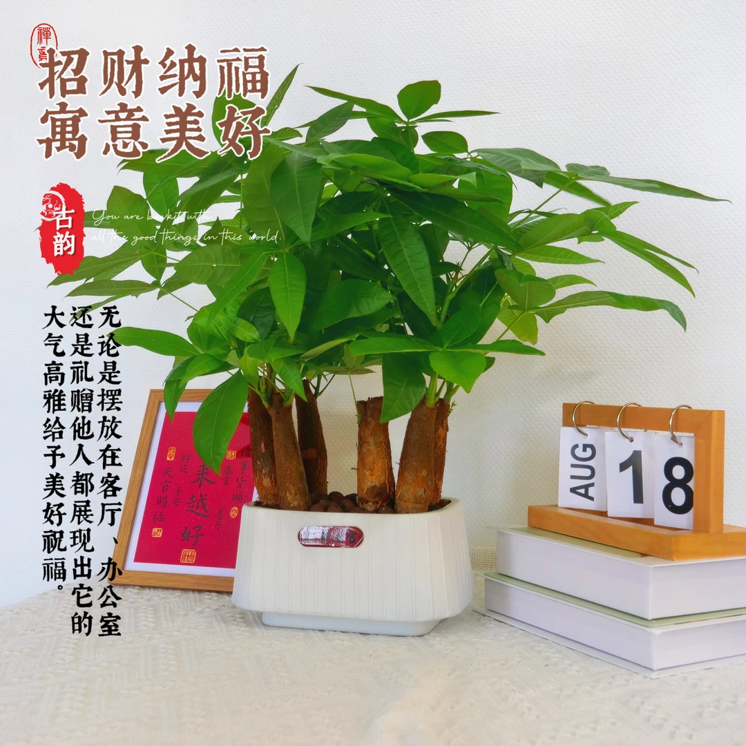 【六杆】发财树【吸除甲醛植物】室内小盆栽客厅招财办公室绿植物绿植
