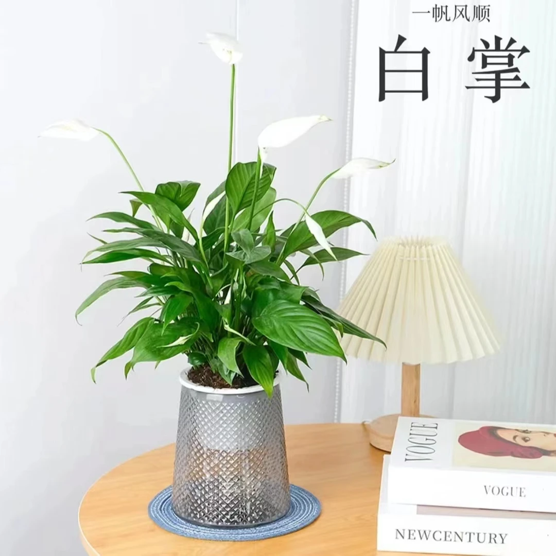 【浪漫七夕礼】白掌盆栽一帆风顺花卉植物室内水培绿植吸甲醛办公室