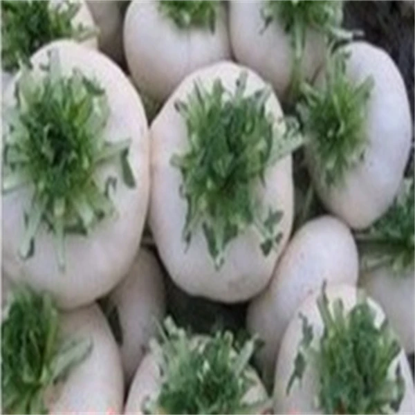 温州新鲜盘菜5斤白玉盘菜头嫩盆菜扁萝卜正宗盘菜炒年糕酒店食材