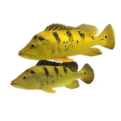 黄金巴西亚鱼苗活体虫纹皇冠三间鱼老虎大中型热带淡水观赏龙鱼