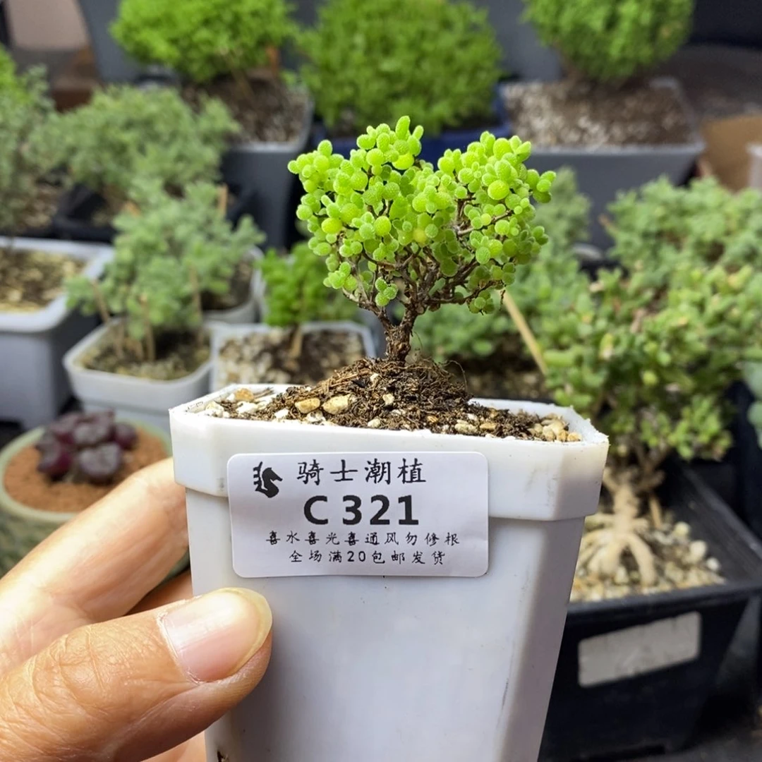 321蜜橘糖球多肉