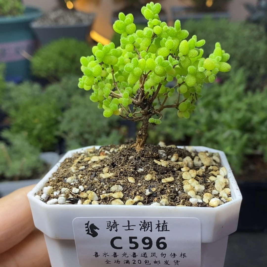 596蜜橘糖球多肉