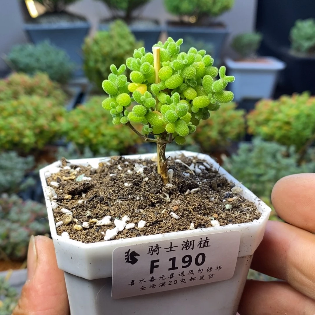 190金桔糖球枝干