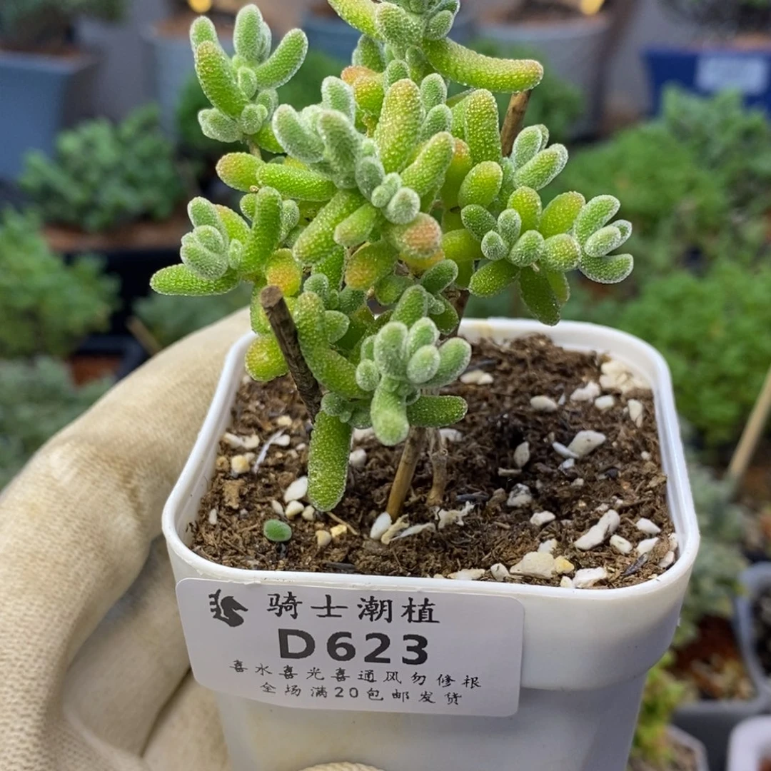 623冰晶枝干番杏m