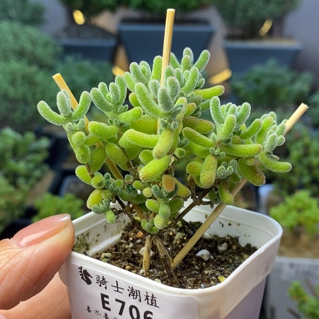 706优选冰晶枝干番杏