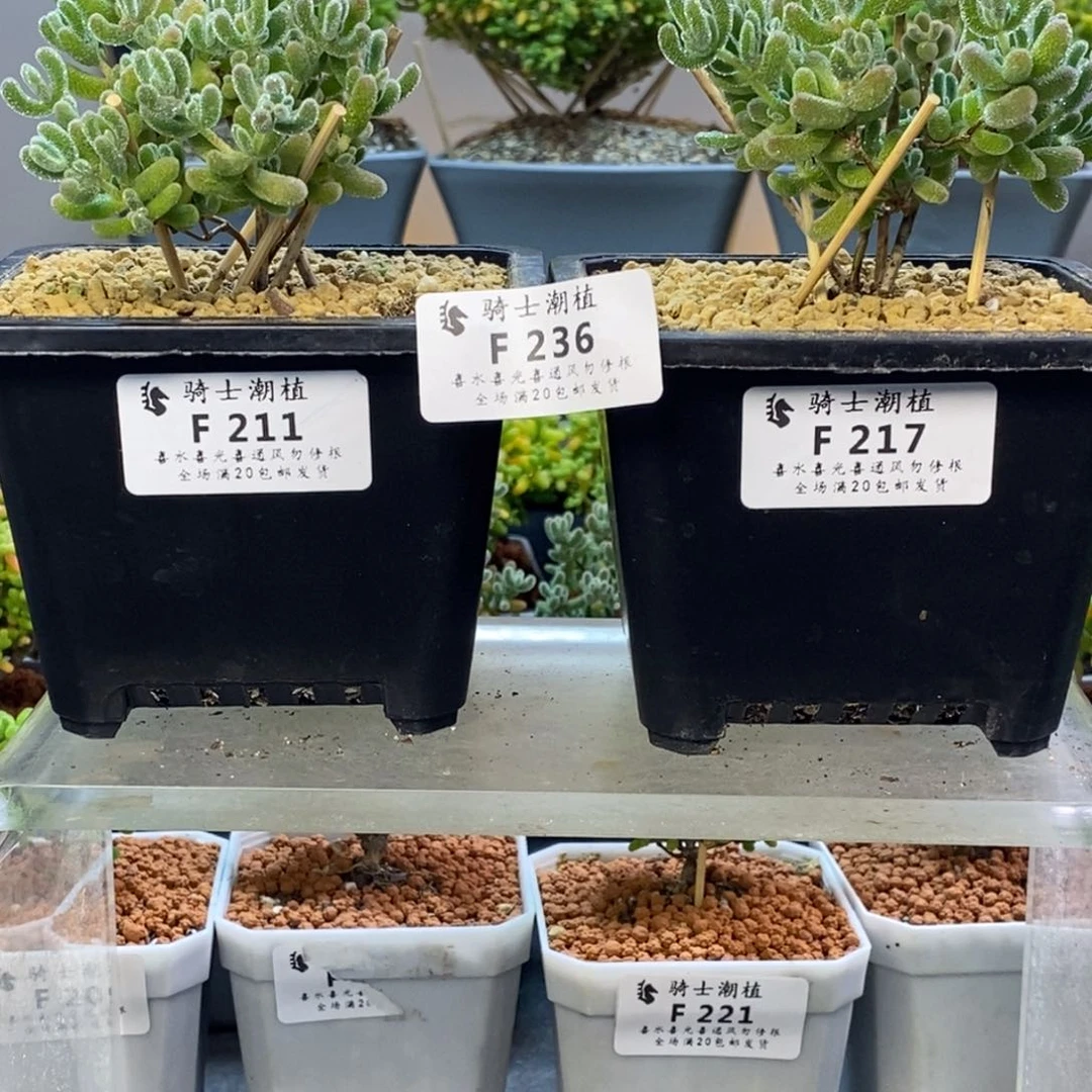 ?****?236优选冰晶枝干