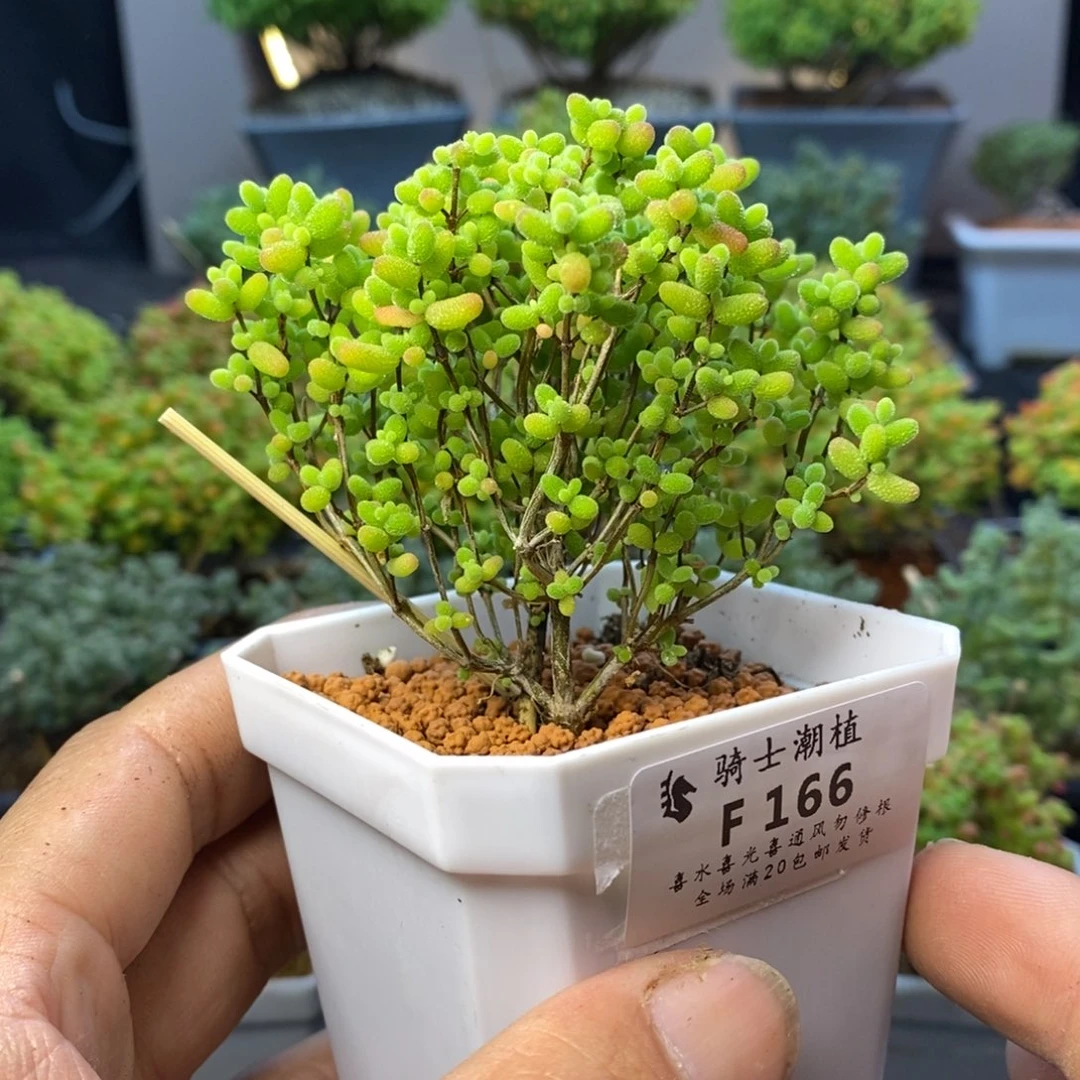 166蜜橘糖球枝干