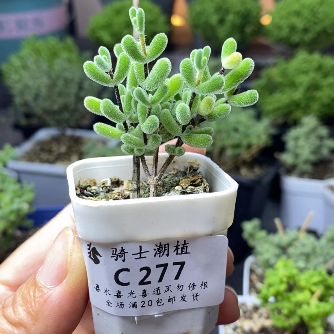 277枝干番杏多肉