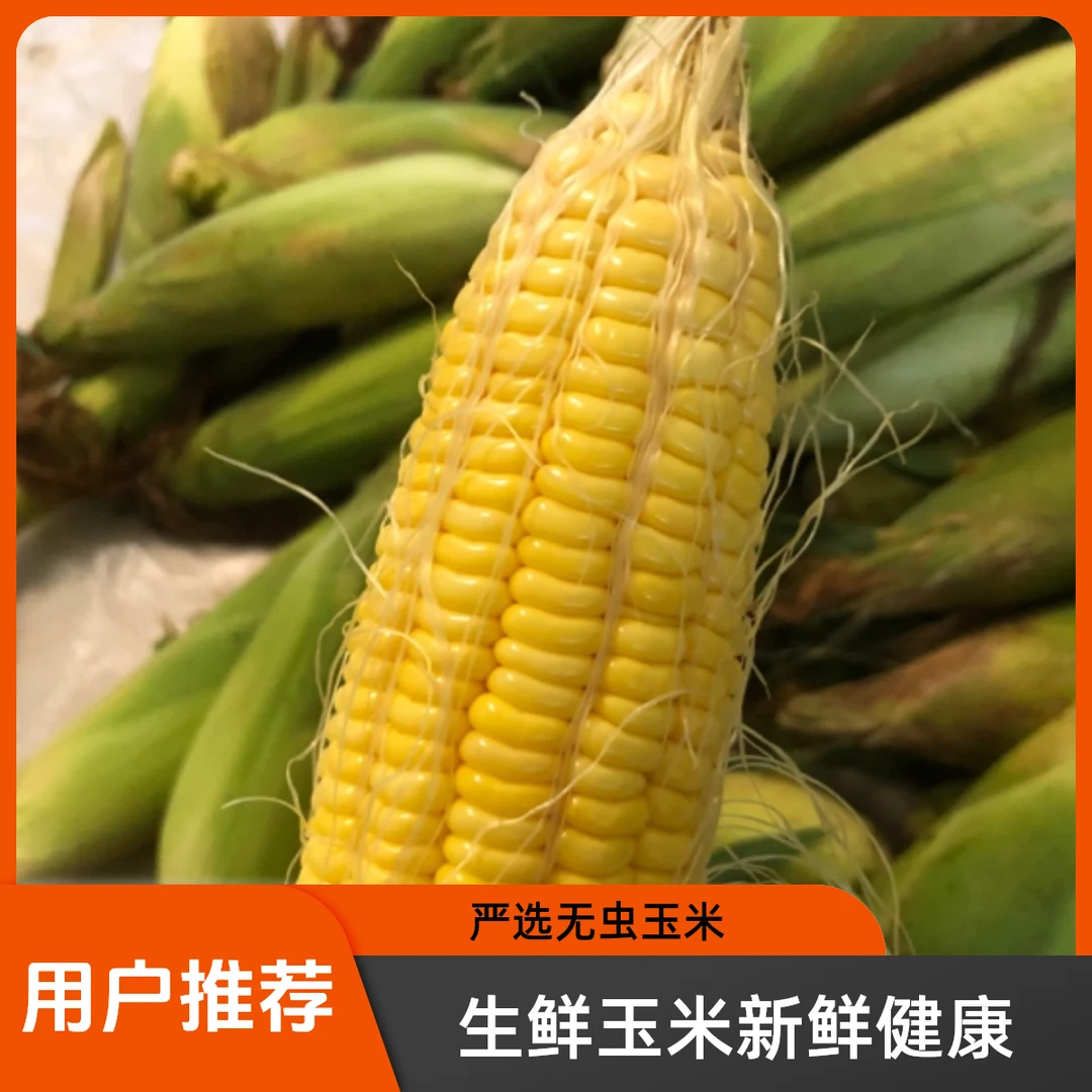 【顺丰包邮】衡阳农家自种甜糯玉米