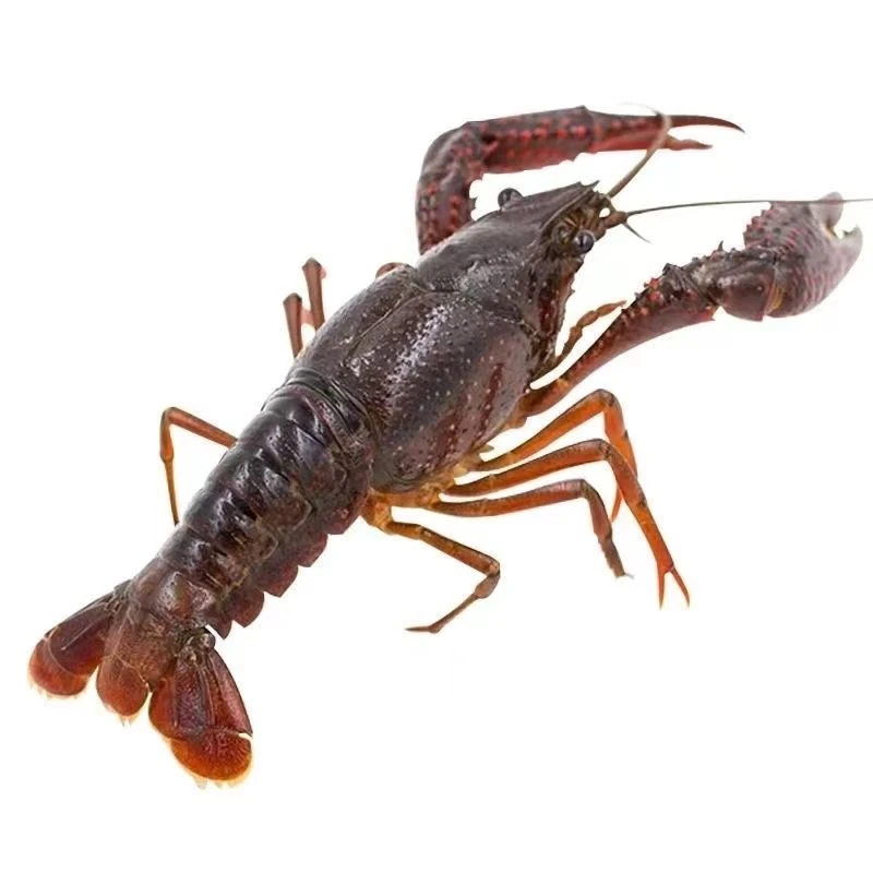 江苏本地小龙虾青虾京东冷链发货饱满鲜嫩美味