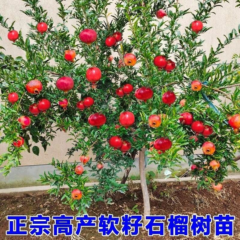 【四年大苗】突尼斯软籽石榴树苗养死补发盆栽地栽阳台庭院