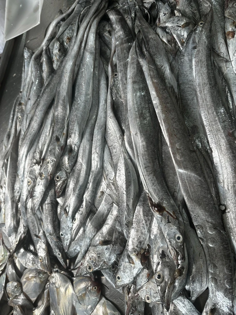 小眼带鱼  山东日照发货 【5斤5-6条】