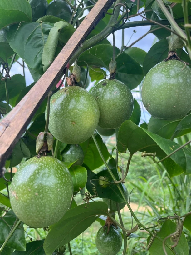 钦蜜9号黄金百香果