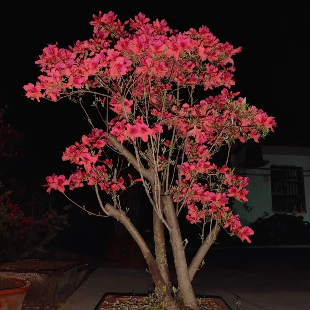 大别山先花后叶映山红直播间一物一拍