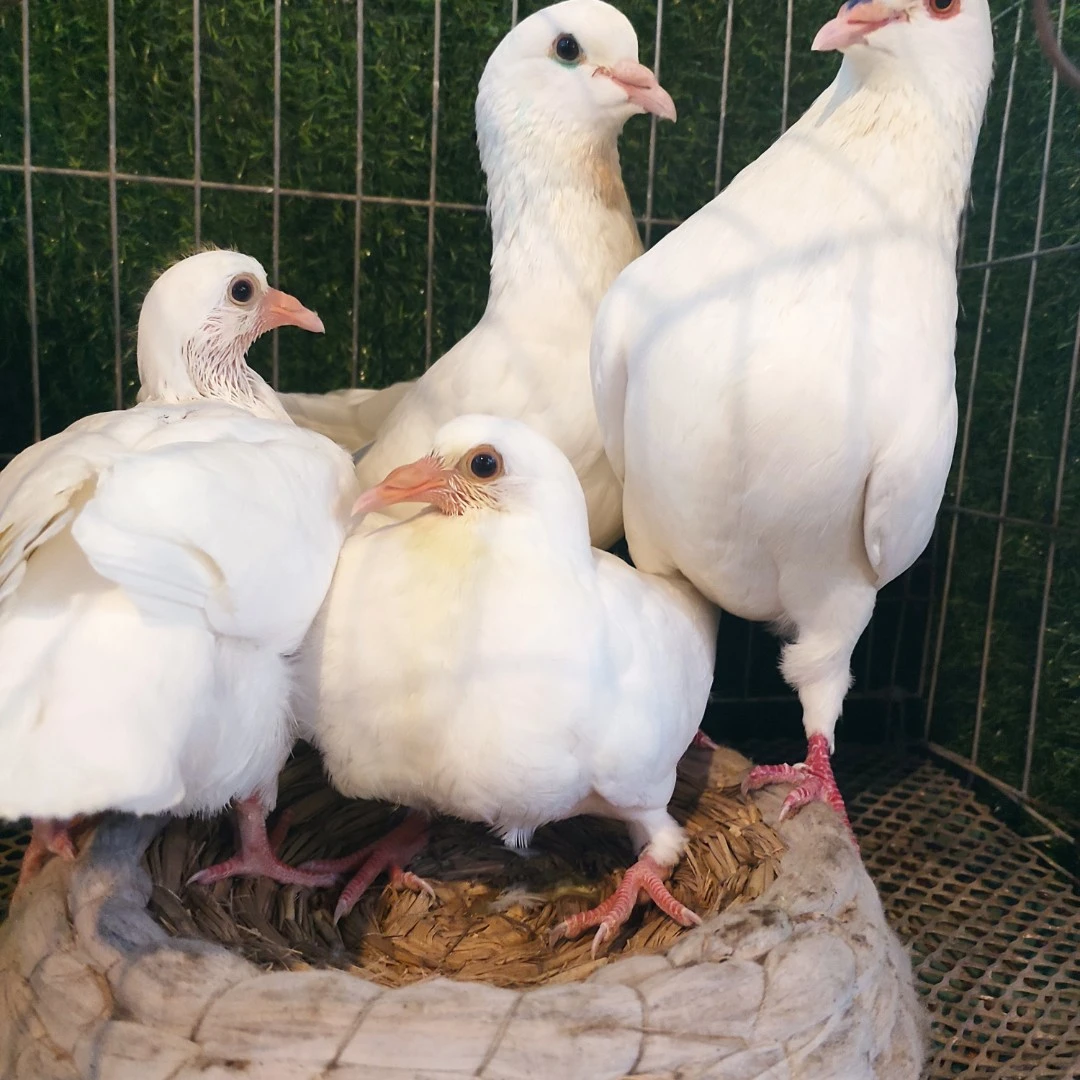 米玛斯双肌小鸽子乳鸽幼鸽鸽子筐鸽子运输顺丰快递包邮到家