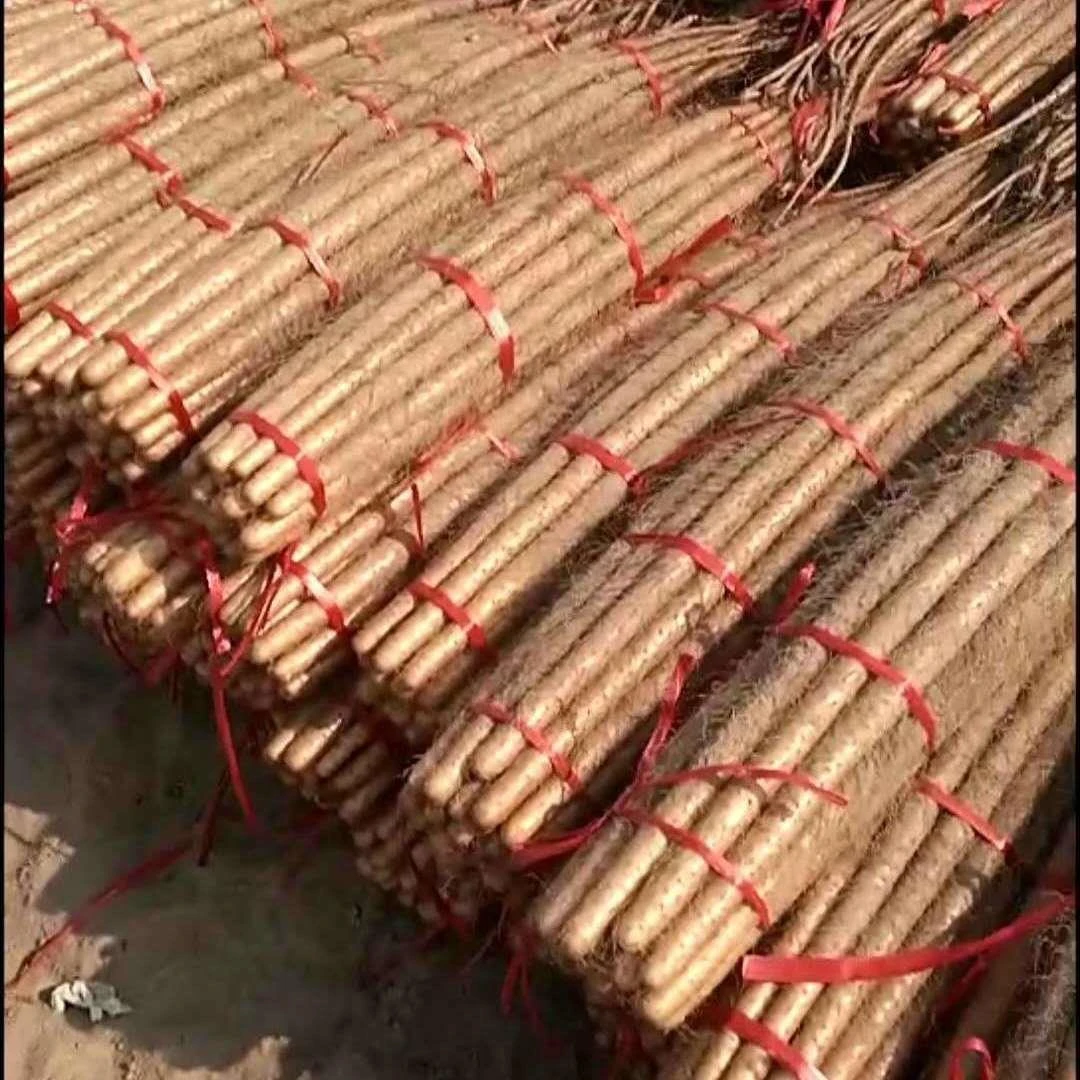 铁棍山药河南垆土淮山药小白嘴铁杆怀山药新鲜蔬菜口感粉糯营养