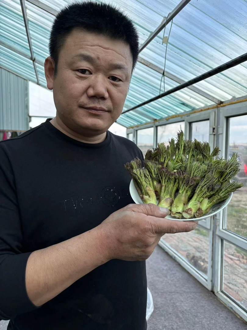 东北头茬刺嫩芽（1000克）顺丰包邮