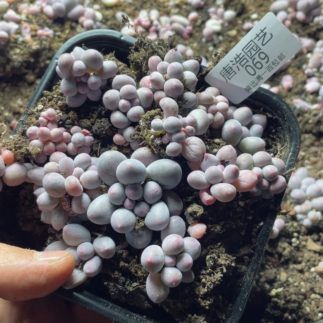 吃***茄奶酪一物一拍069