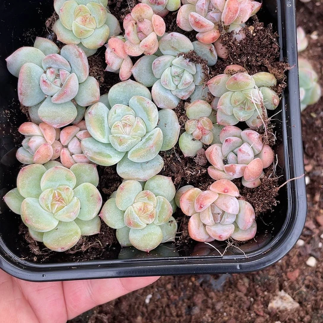 珍妮糖心一物一拍408