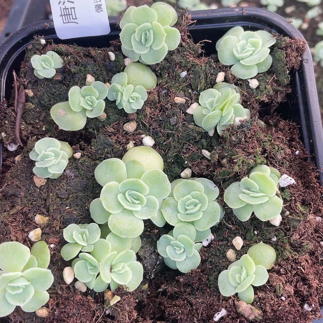 虾饺一物一拍397