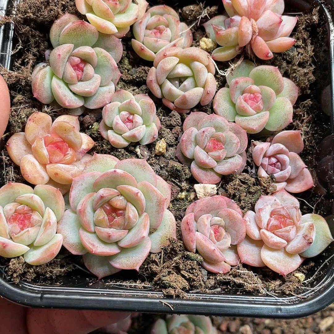 珍妮混合一物一拍040