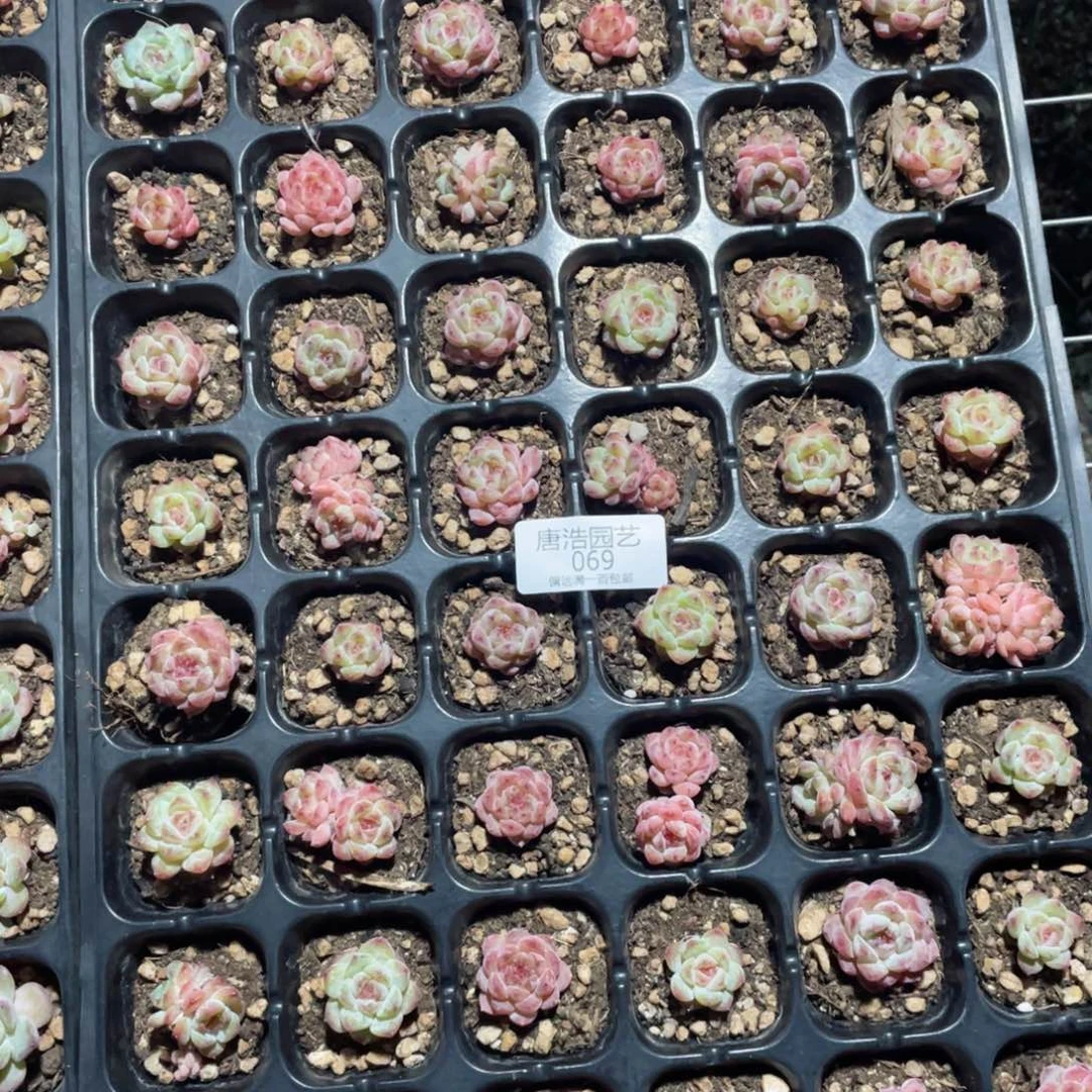 乌拉拉糖心一物一拍069