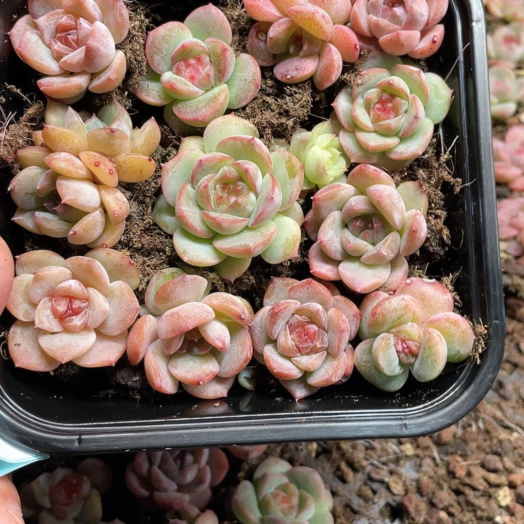 珍妮一物一拍038