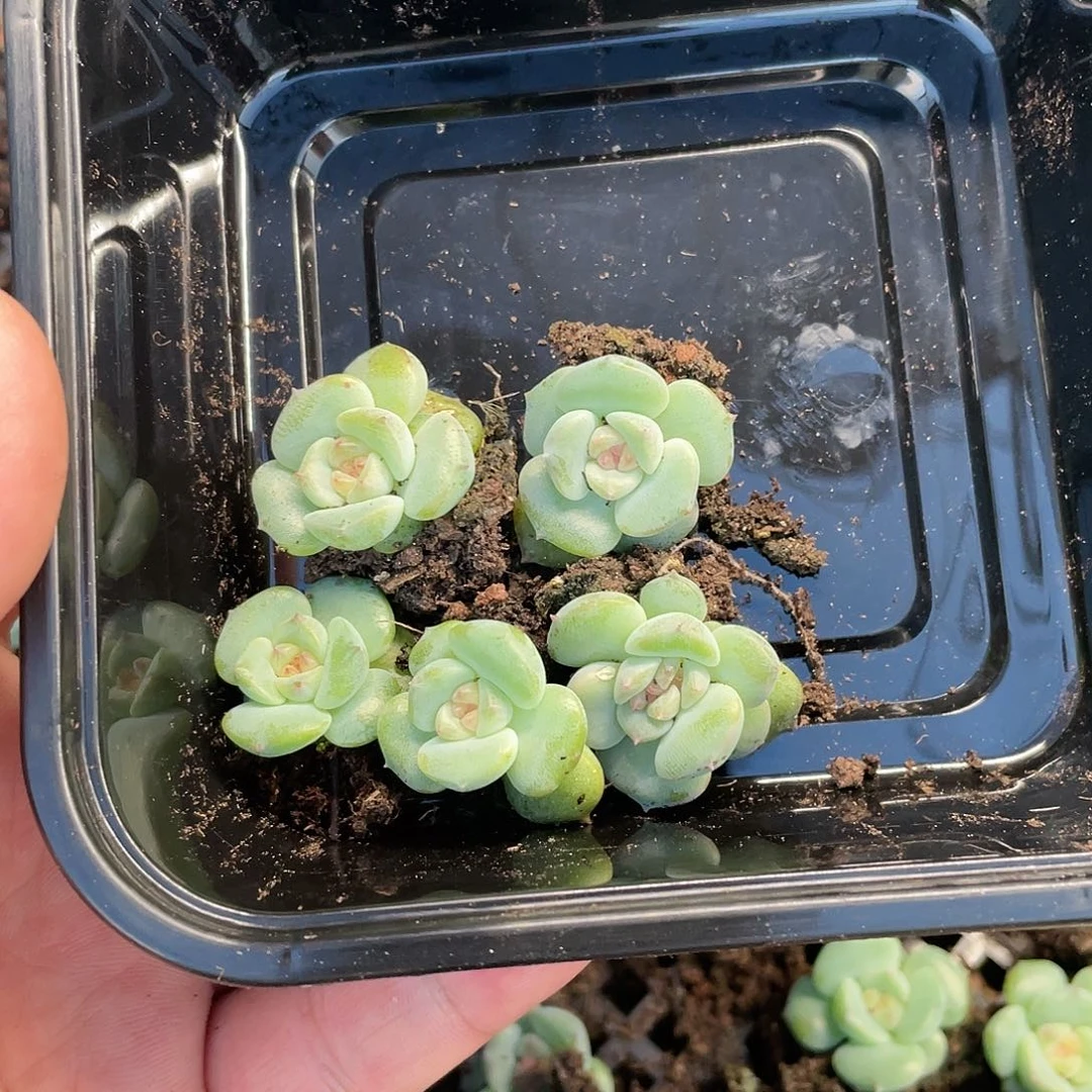 糖心珍妮一物一拍464