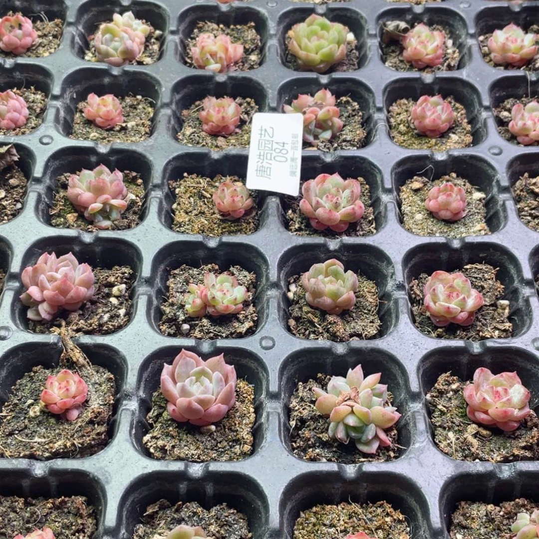 混合小脸冰一物一拍084