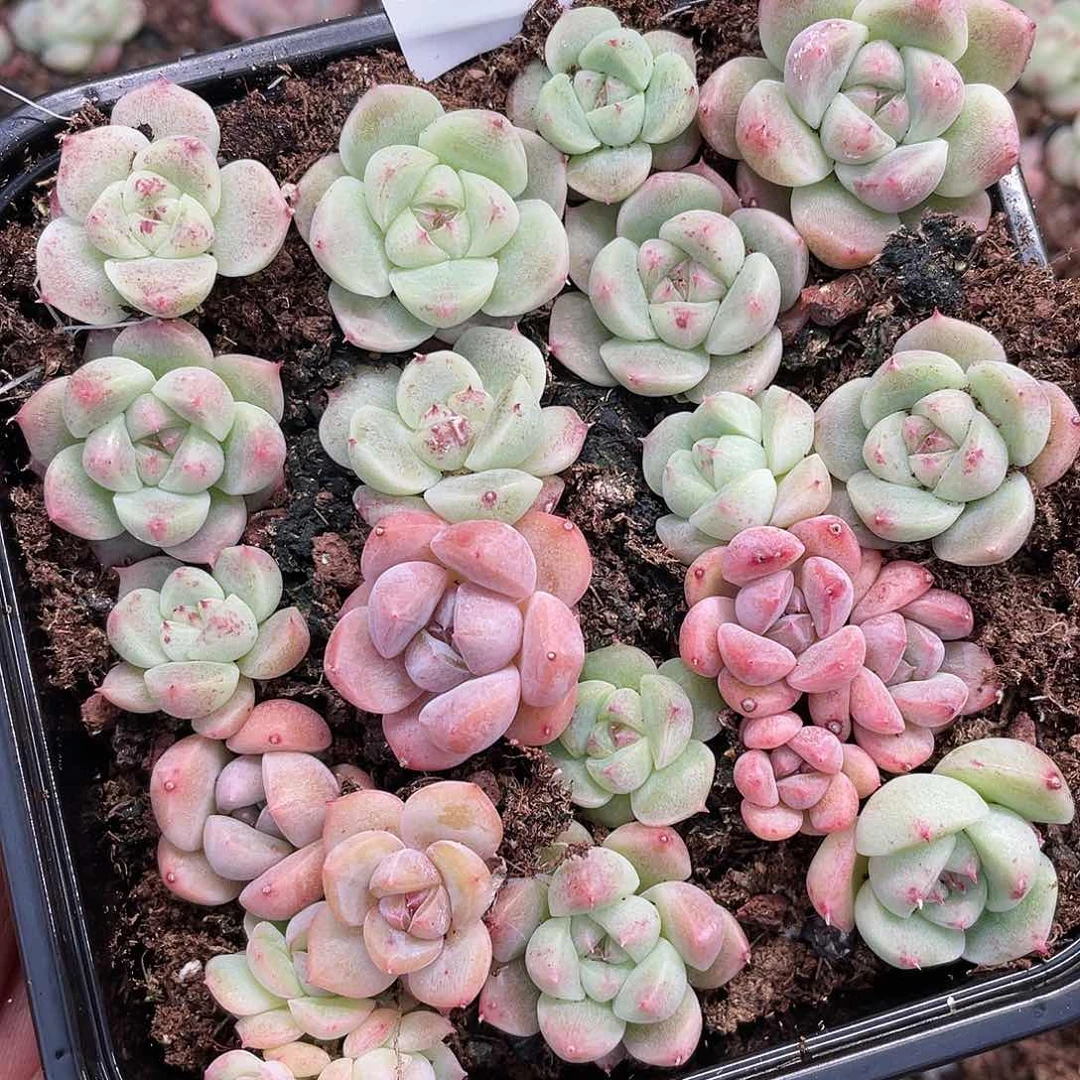 吉娃娃杂一物一拍450