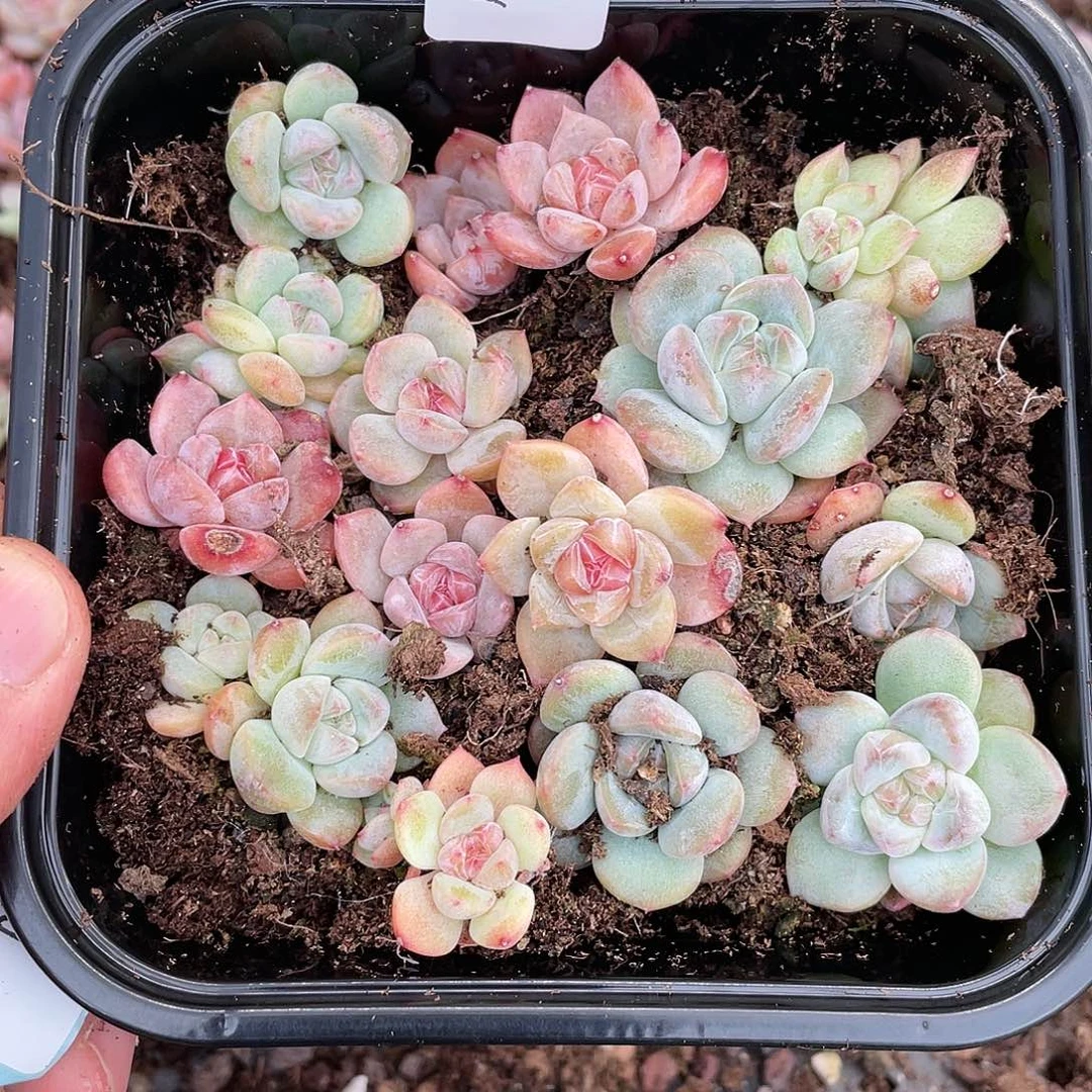 珍妮糖心一物一拍399