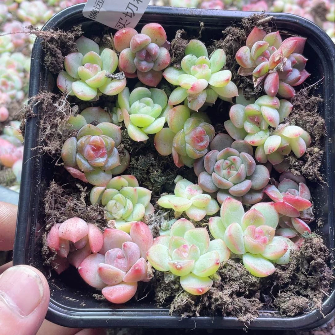 珍妮糖心混一物一拍292