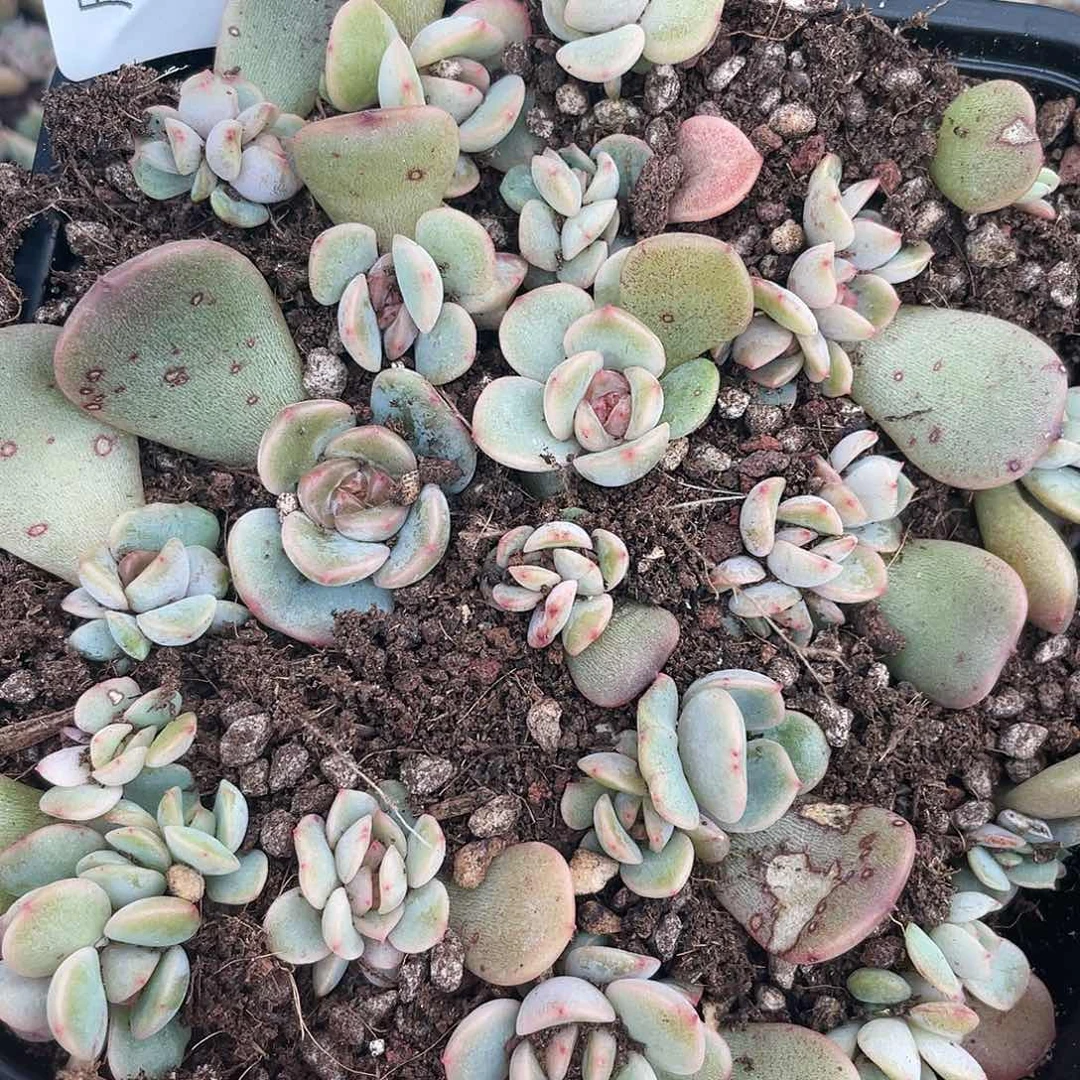 红恋一物一拍349