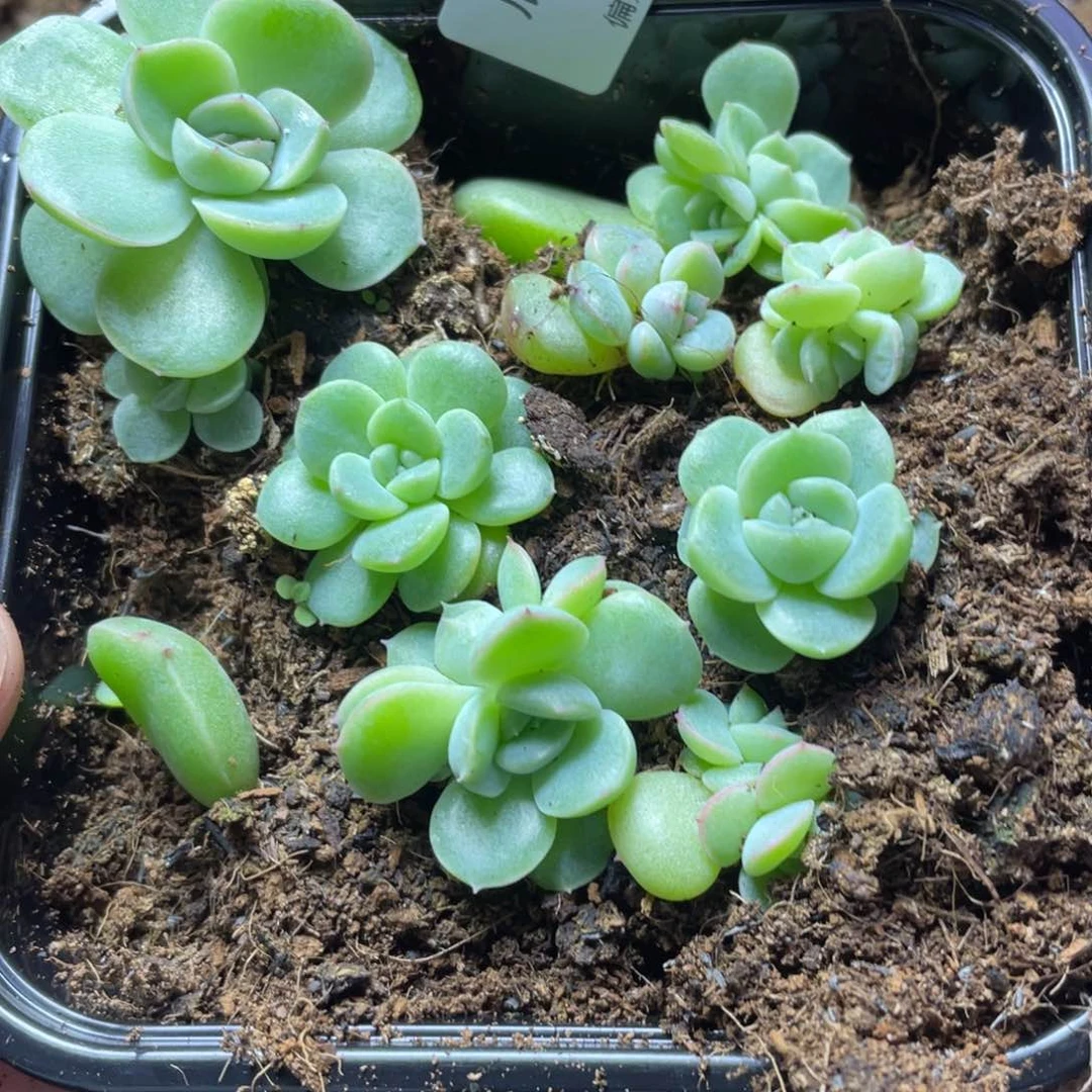 遥遥领先一物一拍020