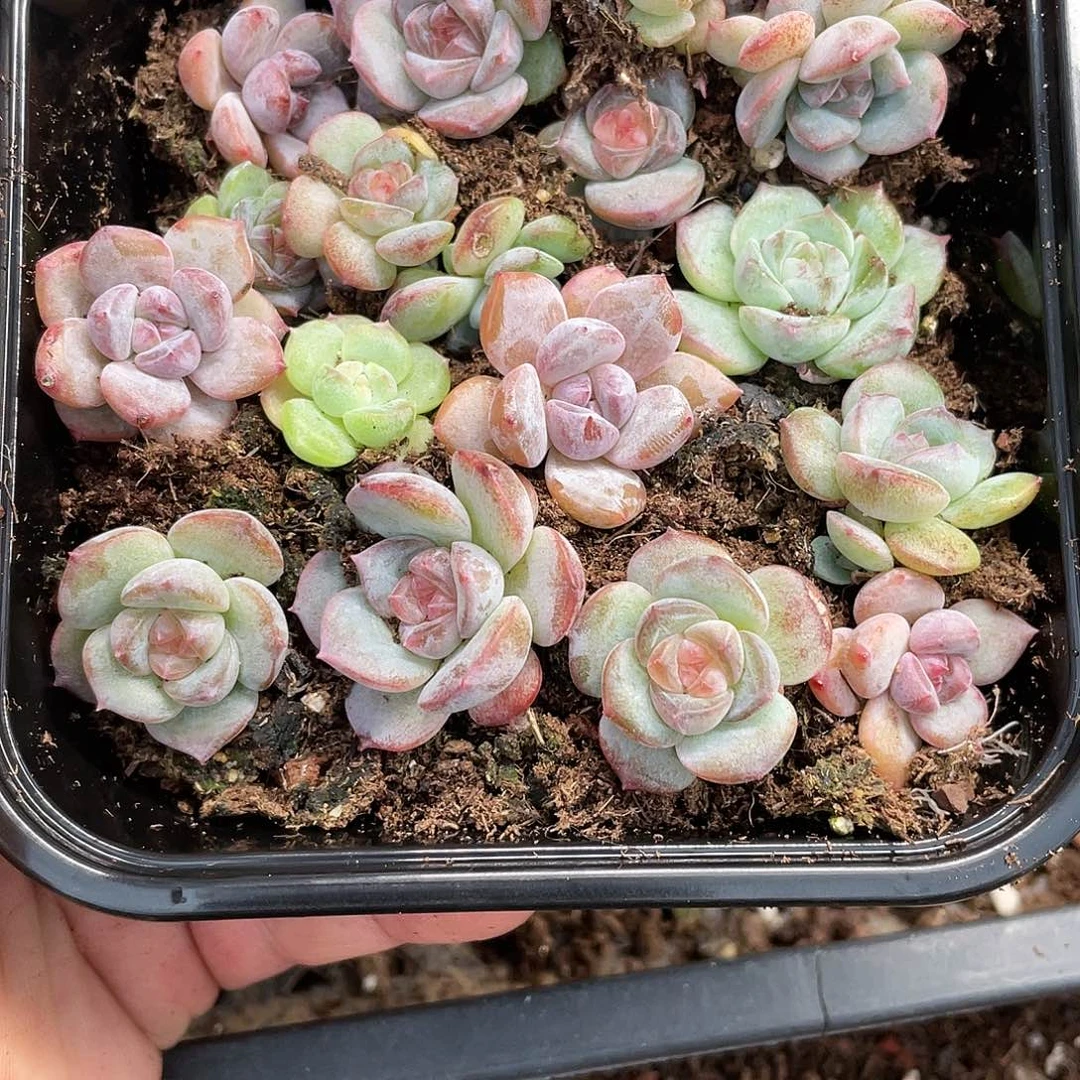 珍妮糖心一物一拍457