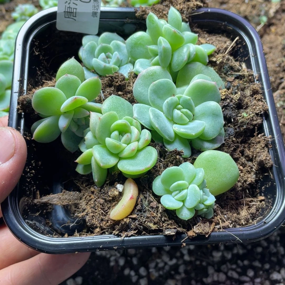 遥遥领先一物一拍017