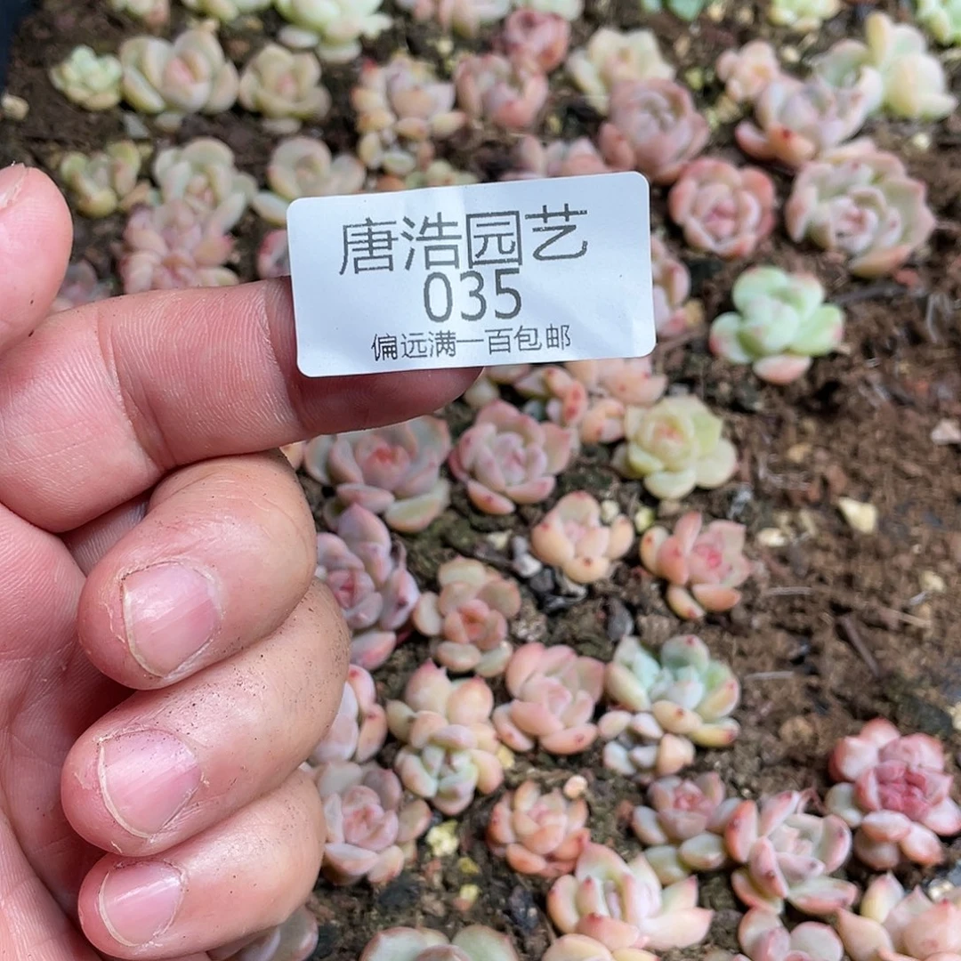 小****肉珍妮混合一物一拍035